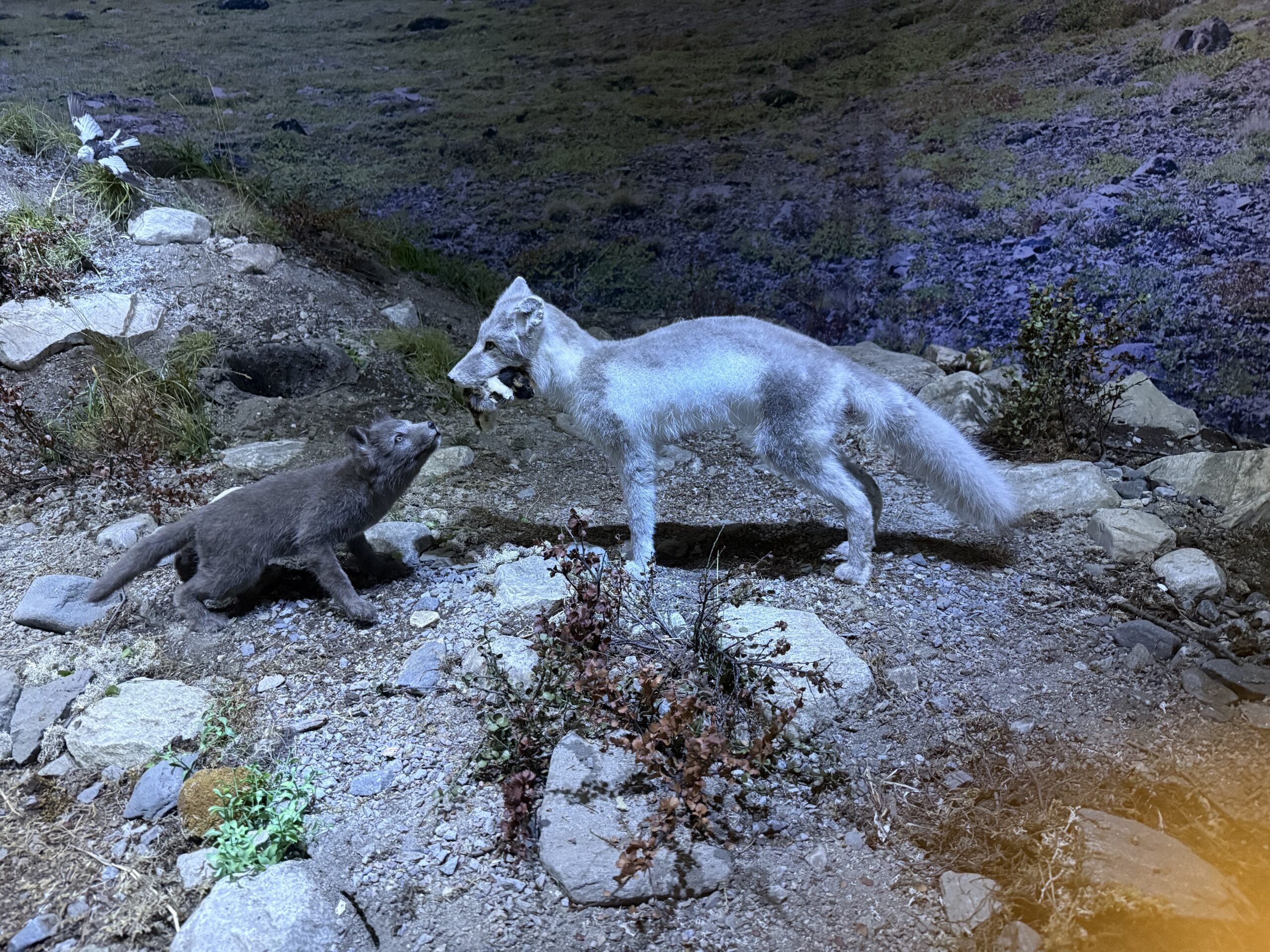 Besuch im Tromsø Museum